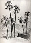 Palm Trees, Laghouat, Algeria — Charles Berthold-Mahn