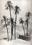 Palm Trees, Laghouat, Algeria