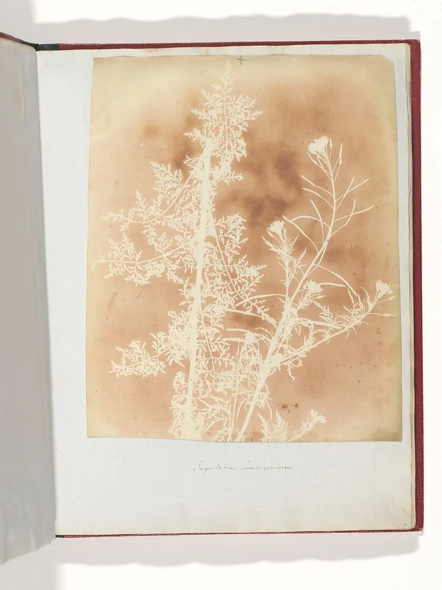 Sisymbrium Cumingianum — William Henry Fox Talbot