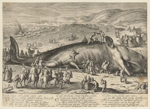 Beached Whale