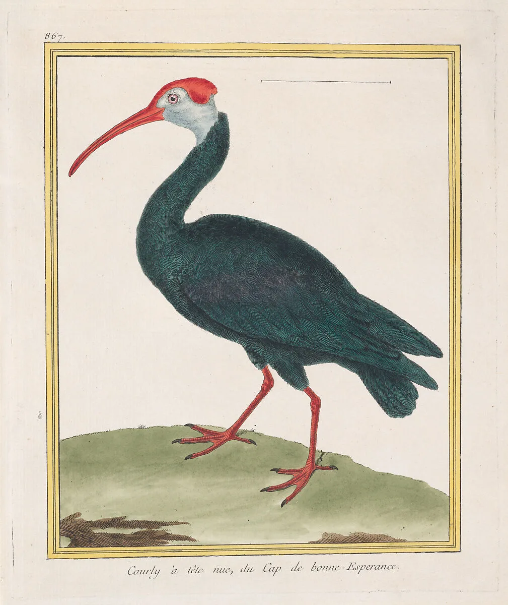 Courly à tête nu, du Cap de bonne Esperance (Bald Ibis from the Cape of Good Hope), from "Histoire Naturelle de Oiseaux" — Georges Louis Leclerc, comte de Buffon|François Nicolas Martinet