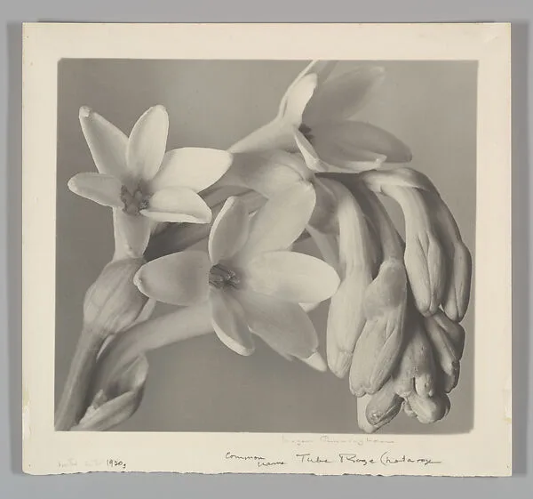 Tuberose — Imogen Cunningham