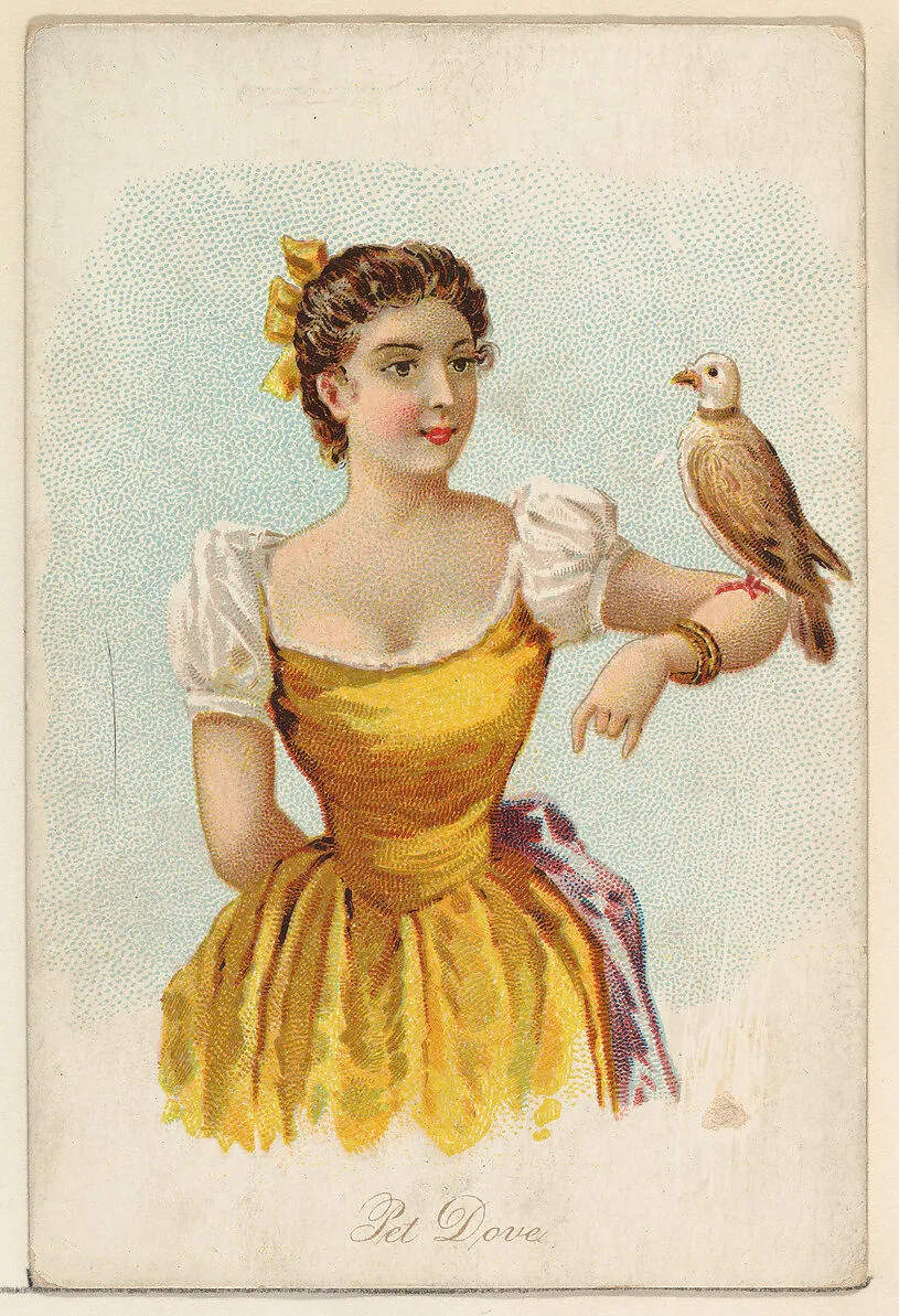 Pet Dove, from the Household Pets series (N194) issued by Wm. S. Kimball & Co. — Julius Bien & Co.|William S. Kimball & Company|American Tobacco Company