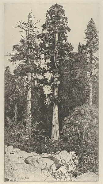 Baby Sequoia — Ernest Haskell