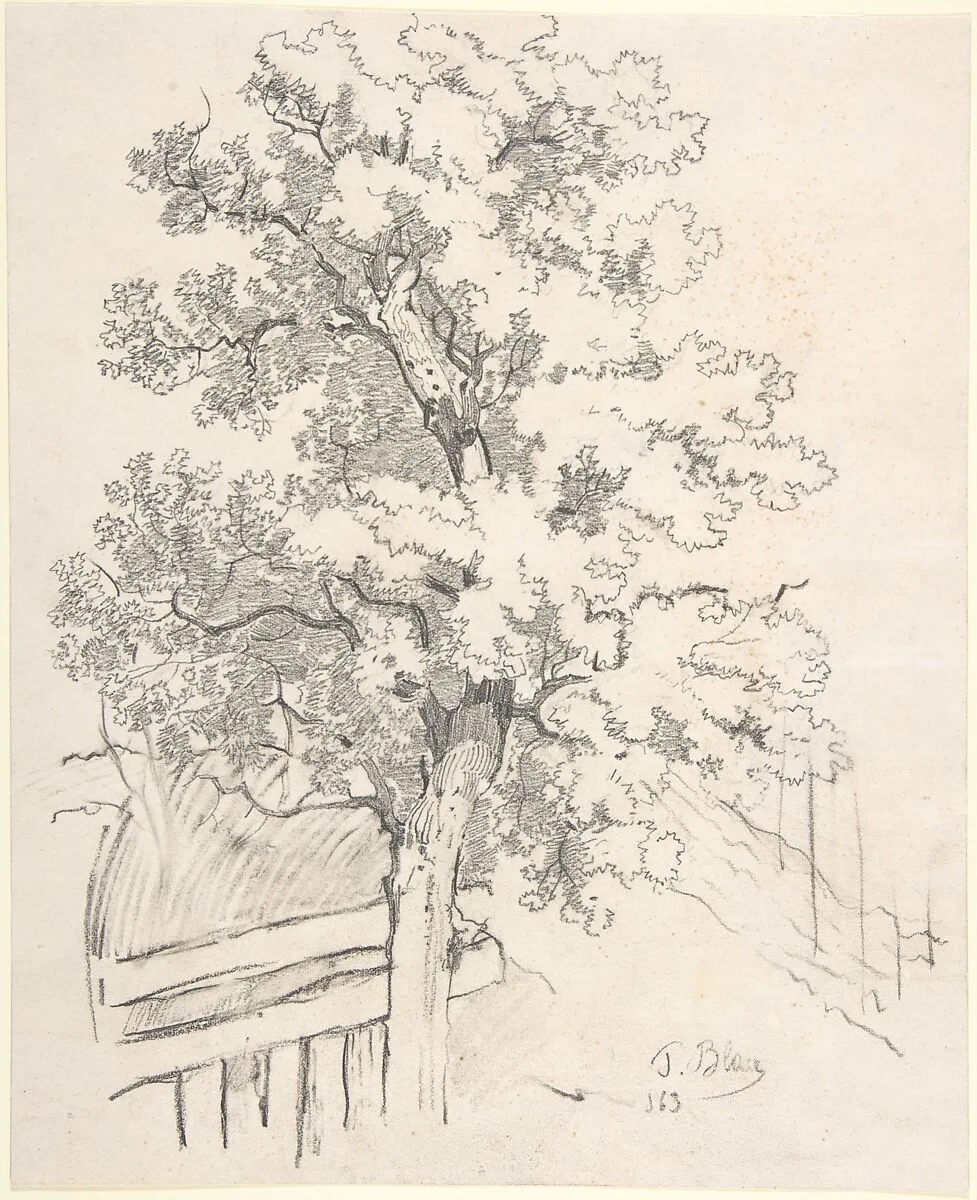 Study of a Tree — Tina Blau