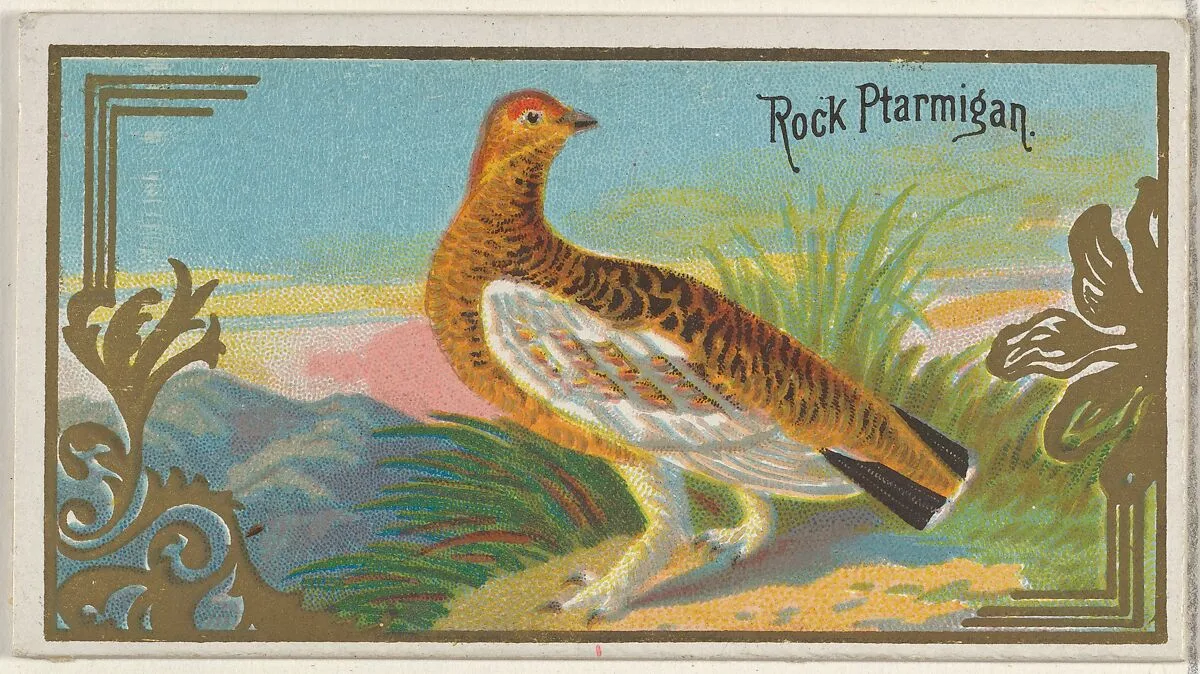 Rock Ptarmigan, from the Game Birds series (N13) for Allen & Ginter Cigarettes Brands — Allen & Ginter|George S. Harris & Sons