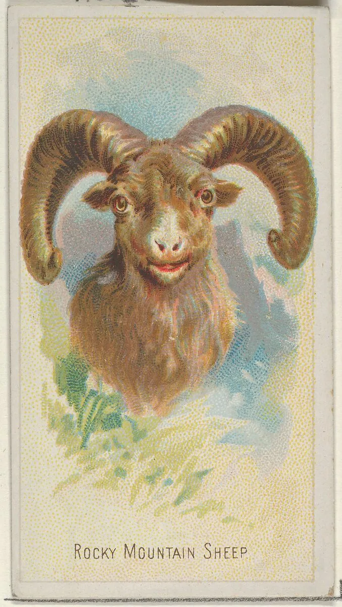 Rocky Mountain Sheep, from the Wild Animals of the World series (N25) for Allen & Ginter Cigarettes — Allen & Ginter|George S. Harris & Sons