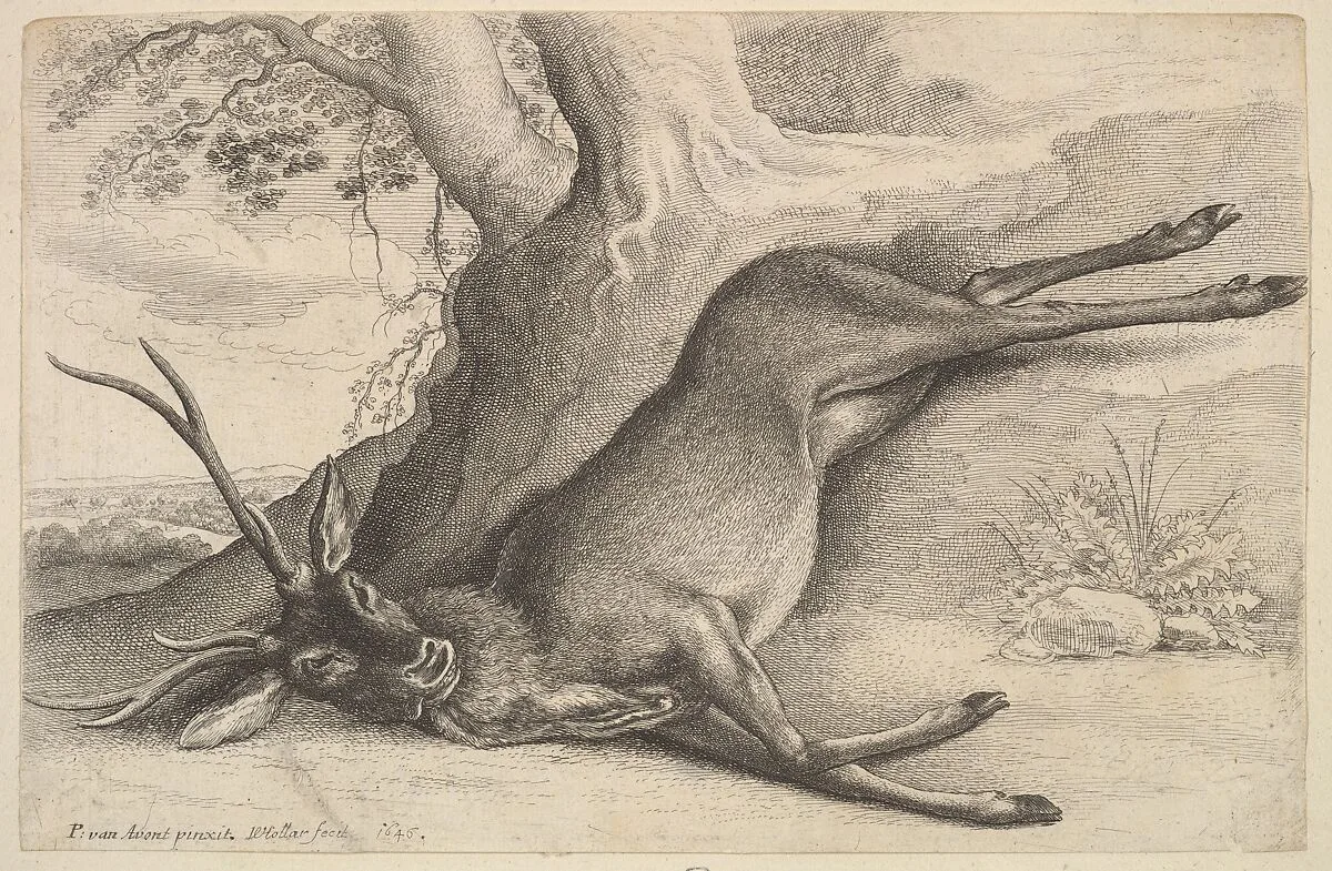Dead stag — Wenceslaus Hollar