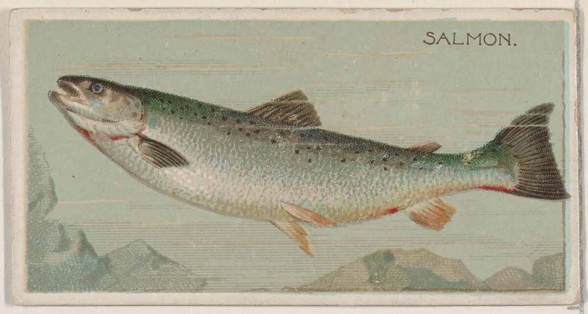 Salmon, from the series Fishers and Fish (N74) for Duke brand cigarettes — W. Duke, Sons & Co.|Knapp & Company