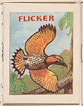 Flicker from Eggers Bird Booklets (W607) — Unknown