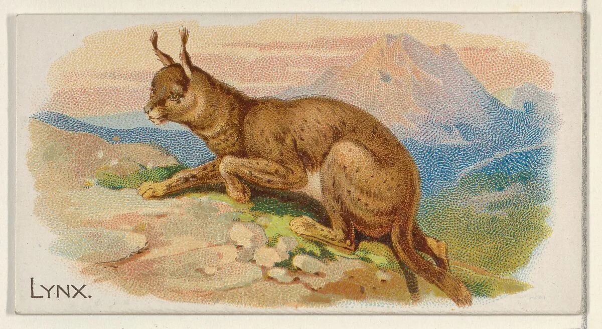 Lynx, from the Quadrupeds series (N21) for Allen & Ginter Cigarettes — Allen & Ginter|Lindner, Eddy & Claus