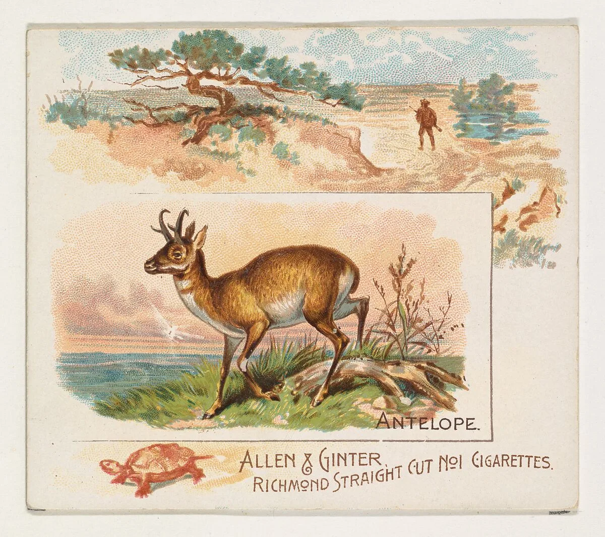 Antelope, from Quadrupeds series (N41) for Allen & Ginter Cigarettes — Allen & Ginter|Lindner, Eddy & Claus