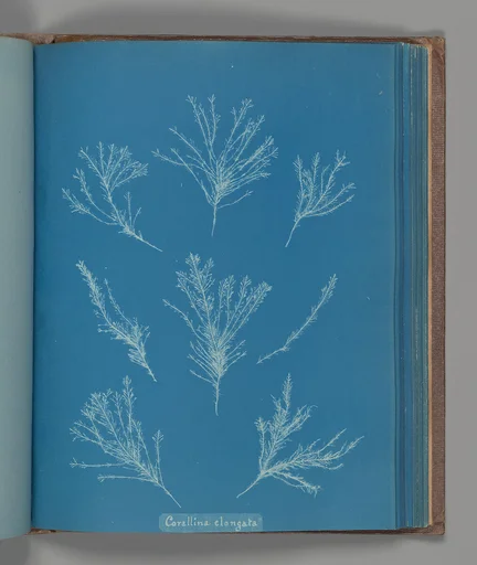 Corallina elongata
