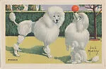 Poodle from Our Friend – the Dog Educational Pictures (W608-4) — Unknown