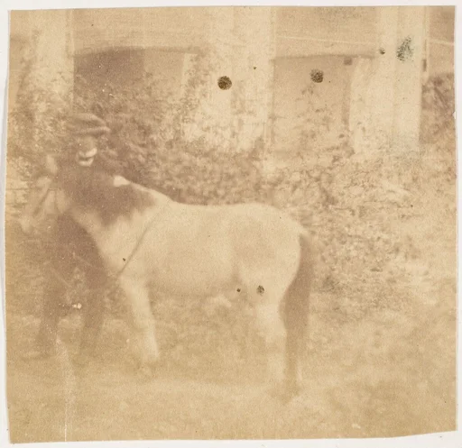 [Man and Horse, Government House, Allahabad]