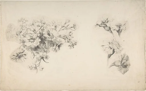Studies of Flowers