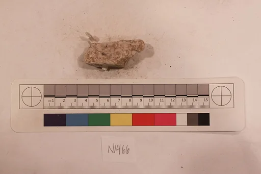 Stucco Fragment