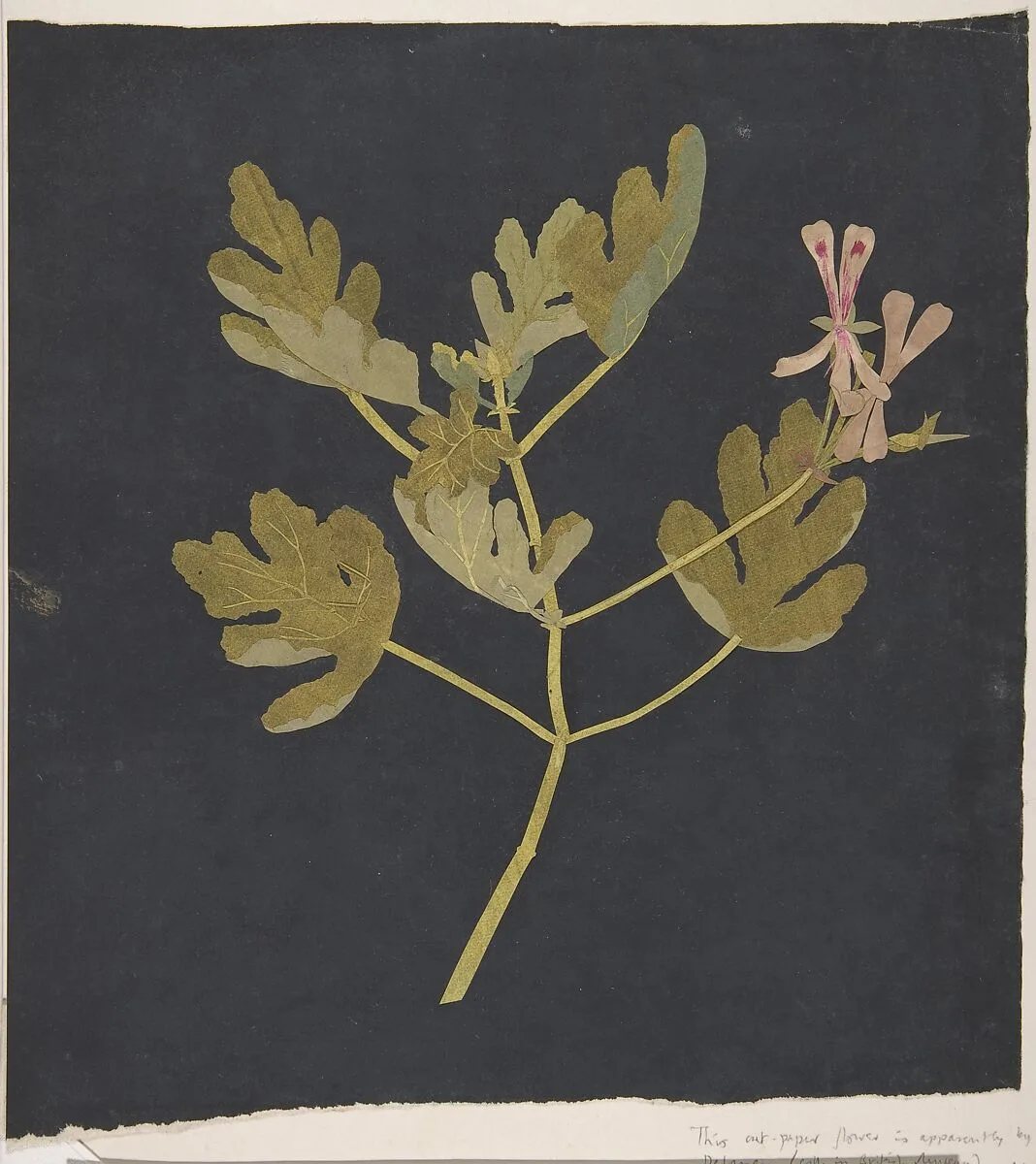 Botanical Study — Mary Delany