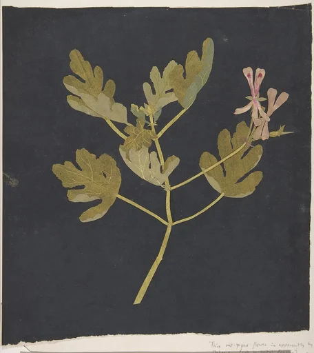 Botanical Study
