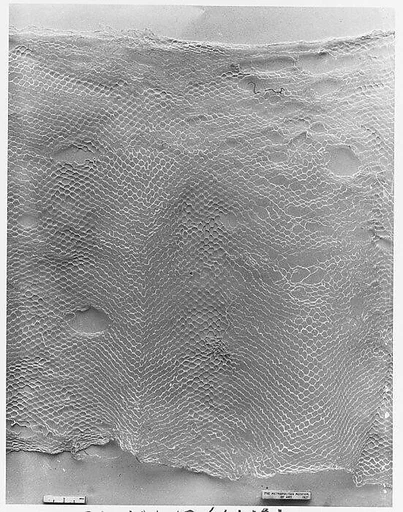 Lace Fragment