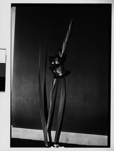[Gladiola in Front of Backdrop, Darien, Connecticut]