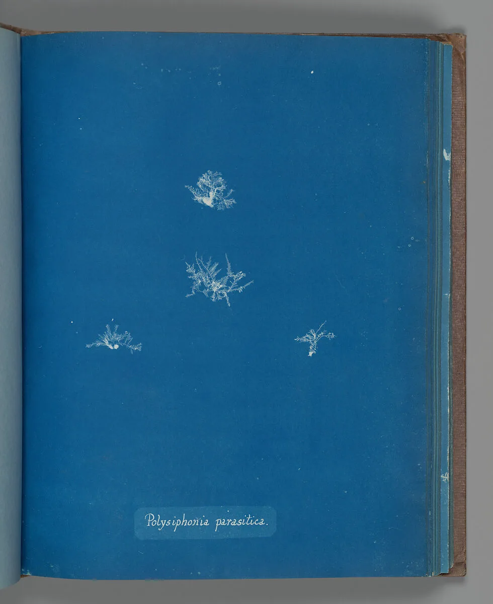 Polysiphonia parasitica — Anna Atkins