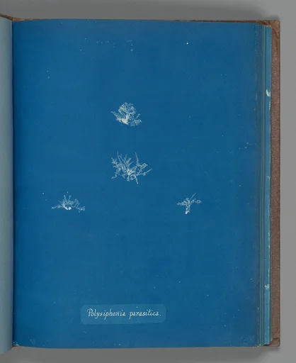 Polysiphonia parasitica
