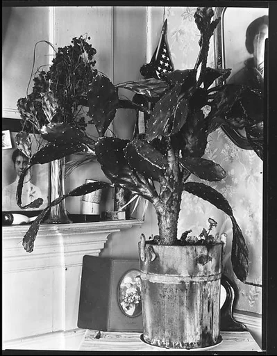 [Interior Detail of Cactus Plant and Family Photographs in De Luze House, Truro, Massachusetts]