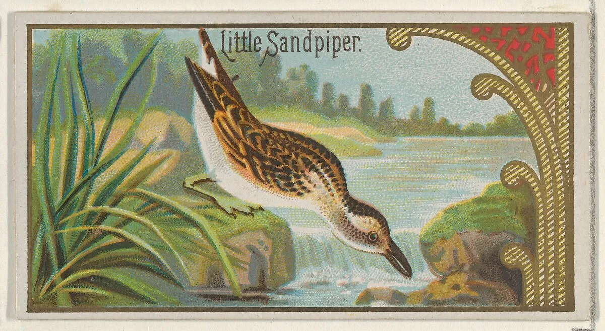 Little Sandpiper, from the Game Birds series (N13) for Allen & Ginter Cigarettes Brands — Allen & Ginter|George S. Harris & Sons
