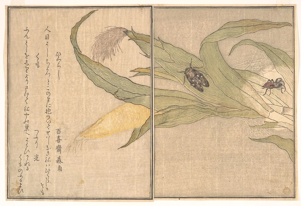 『画本虫撰』 「ひくらし」「くも」|Evening Cicada, Higurashi; Spider, Kumo, from the Picture Book of Crawling Creatures (Ehon mushi erami) — Kitagawa Utamaro
