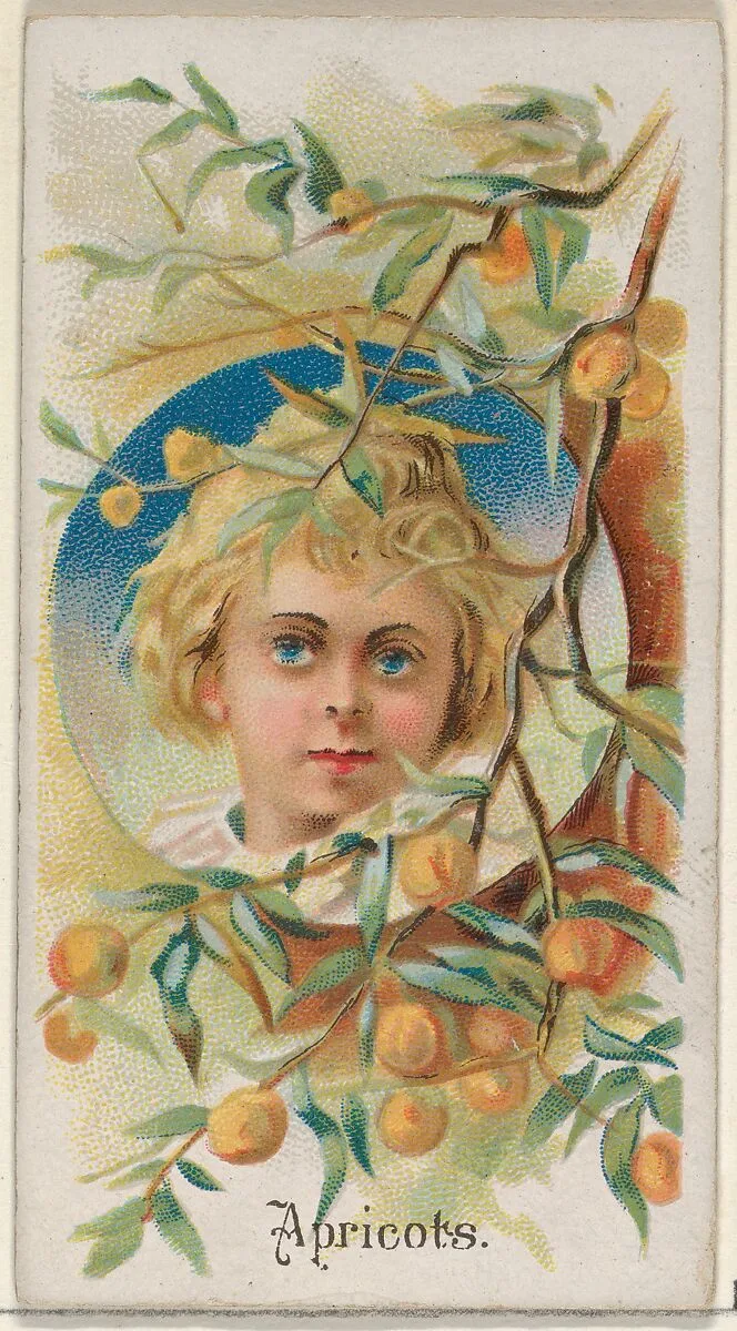 Apricots, from the Fruits series (N12) for Allen & Ginter Cigarettes Brands — Allen & Ginter|George S. Harris & Sons
