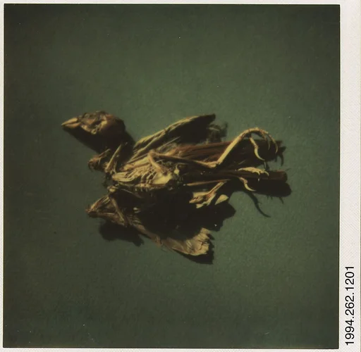 [Bird Skeleton]