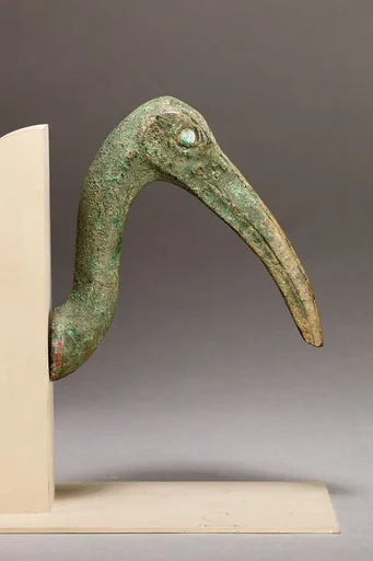 Ibis head