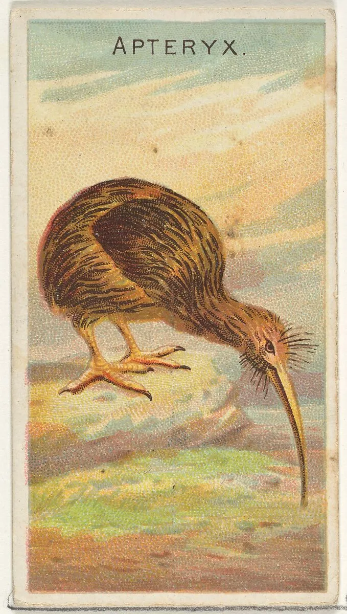 Apteryx, from the Birds of the Tropics series (N5) for Allen & Ginter Cigarettes Brands — Allen & Ginter|George S. Harris & Sons