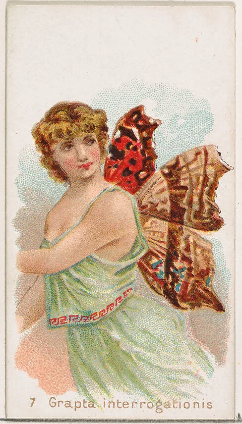 Card 7, Grapta Interrogationis, from the Butterflies series (N183) issued by Wm. S. Kimball & Co. — Julius Bien|William S. Kimball & Company