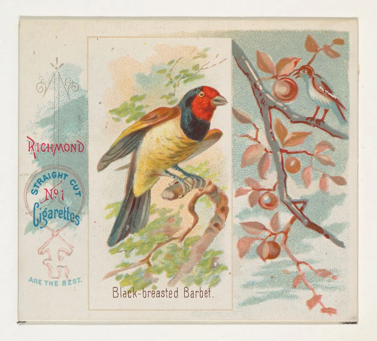 Black-breasted Barbet, from the Song Birds of the World series (N42) for Allen & Ginter Cigarettes — Allen & Ginter|George S. Harris & Sons