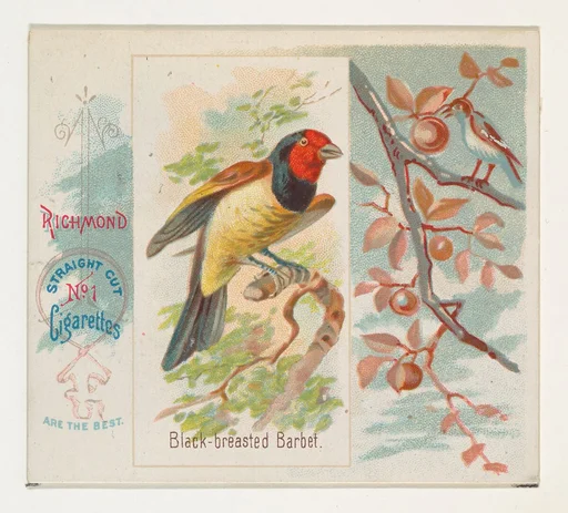 Black-breasted Barbet, from the Song Birds of the World series (N42) for Allen & Ginter Cigarettes