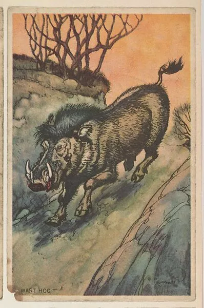 Wart-Hog, collector card from the Animal's Pictures series (D12), issued by Roulstons Bread — Roulstons Bread