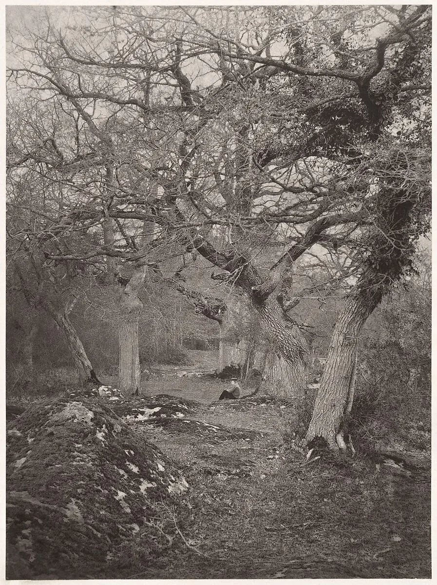 Forêt de Fontainebleau — William Harrison