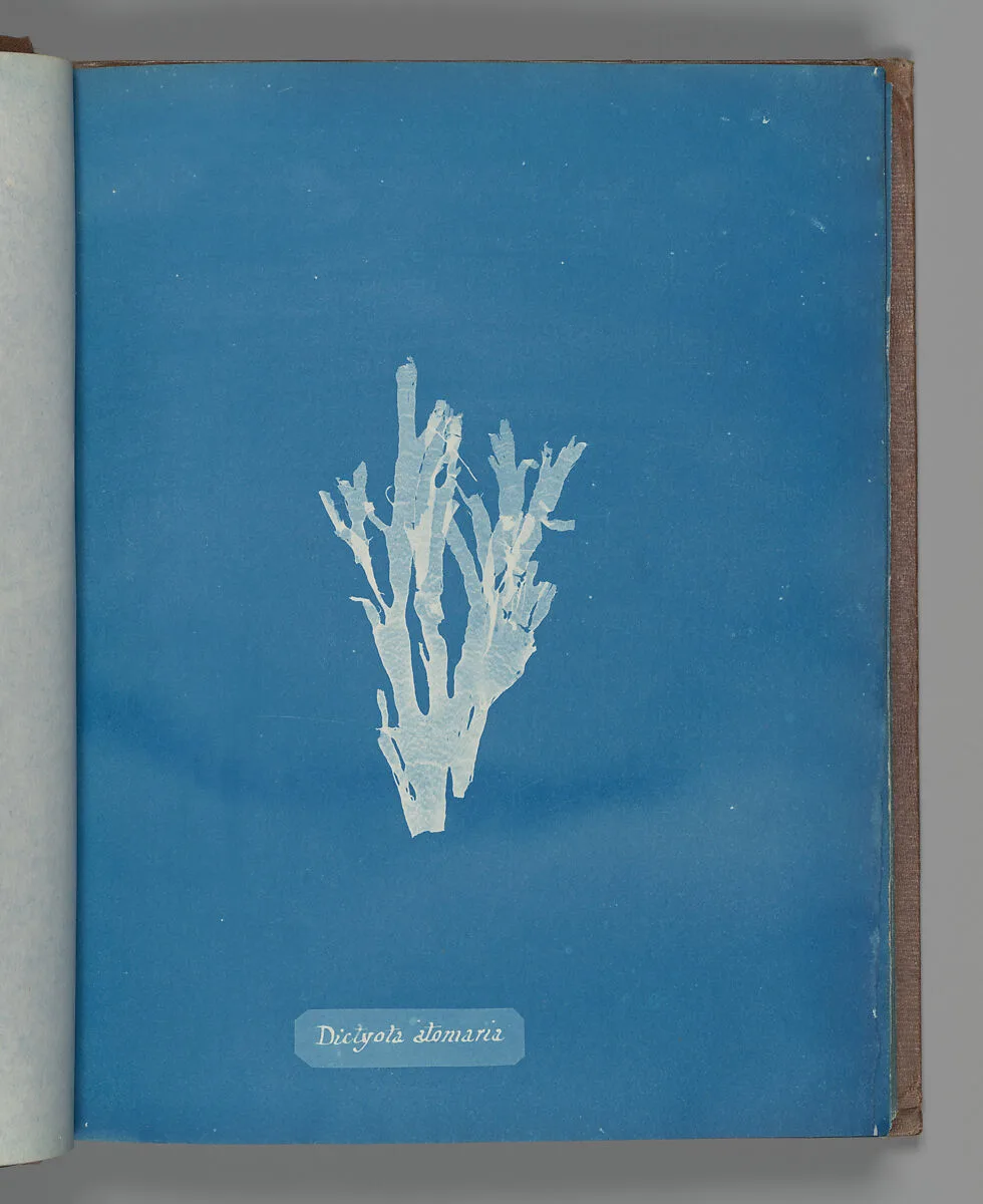 Dictyota atomaria — Anna Atkins