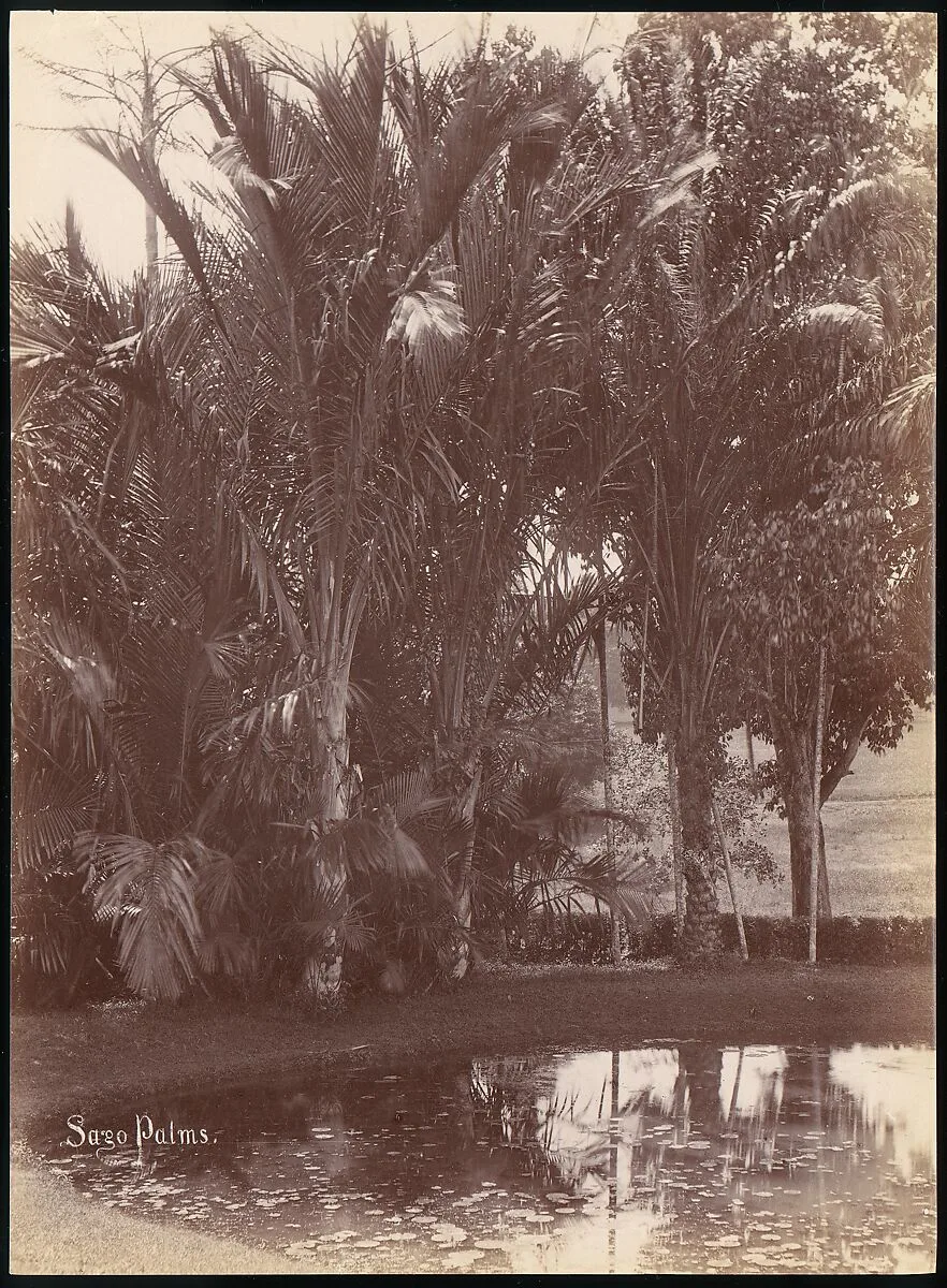 Sago Palms — Unknown