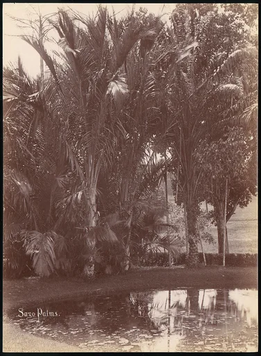 Sago Palms