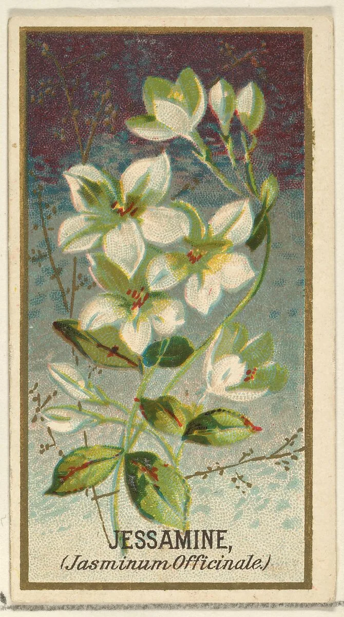 Jessamine (Jasminum Officinale), from the Flowers series for Old Judge Cigarettes — Goodwin & Company|George S. Harris & Sons