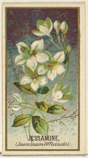 Jessamine (Jasminum Officinale), from the Flowers series for Old Judge Cigarettes