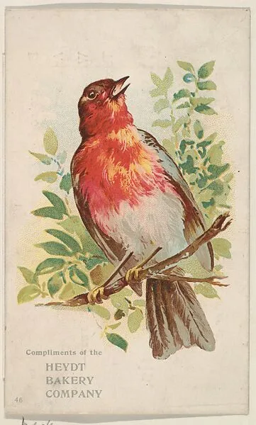 Bird No. 46, collector card from the Birds and Greeting Cards series (D17), issued by the Heydt Baking Company — Heydt Bakery Company