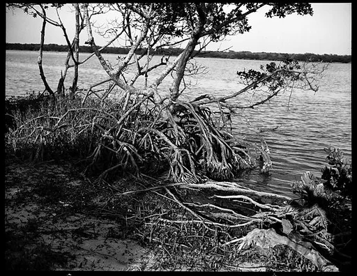 [Mangroves, Florida]