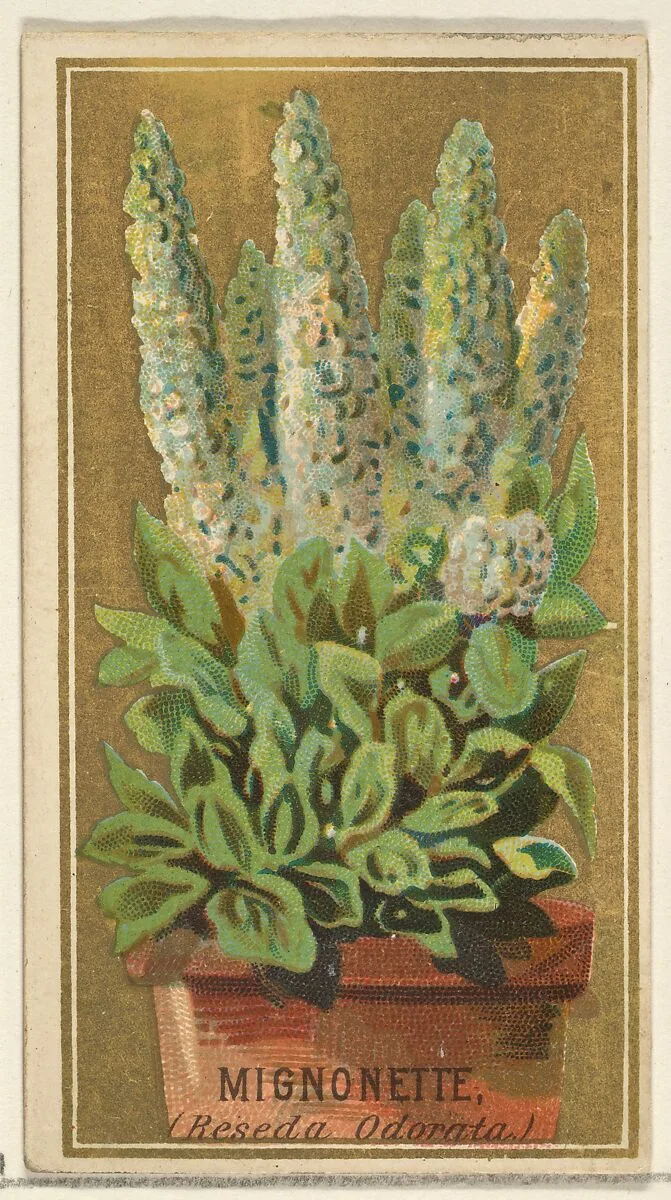 Mignonette (Reseda Odorata), from the Flowers series for Old Judge Cigarettes — Goodwin & Company|George S. Harris & Sons