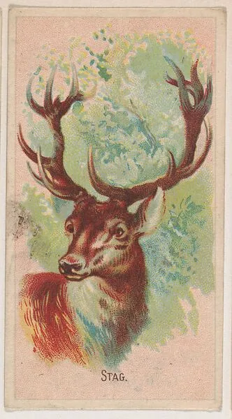 Stag, collector card from the Animal Pictures series (D8), issued by the Weber Baking Company to promote Onist Milk and Pullman Bread — Weber Baking Company