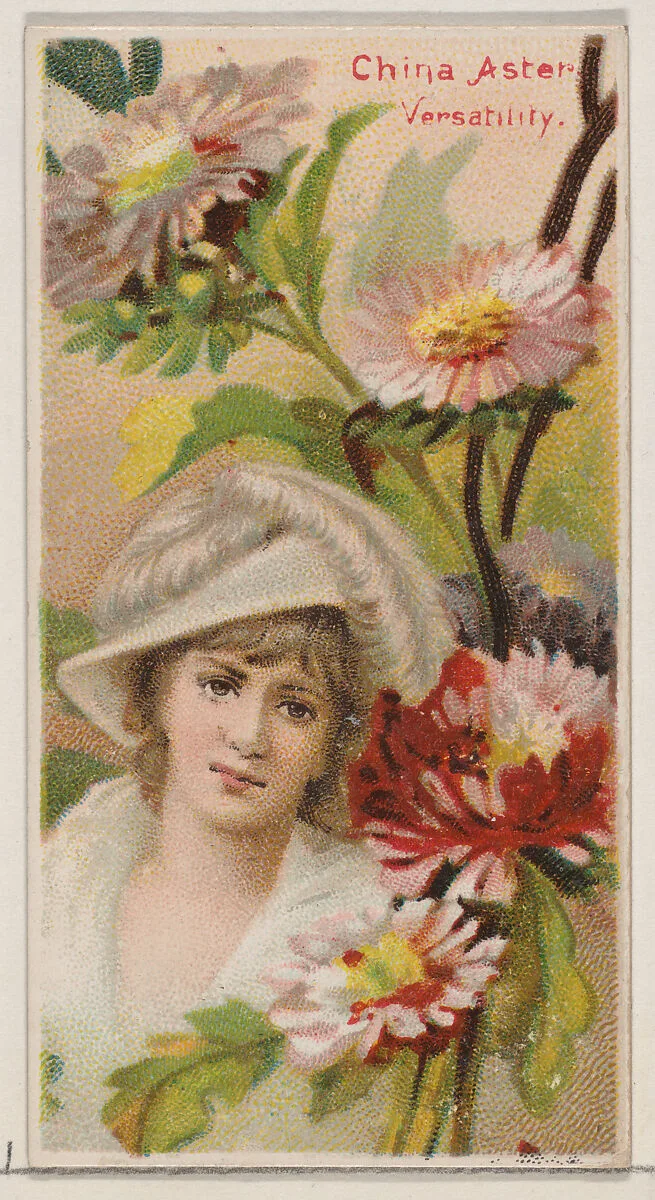 China Aster: Versatility, from the series Floral Beauties and Language of Flowers (N75) for Duke brand cigarettes — Donaldson Brothers|American Tobacco Company