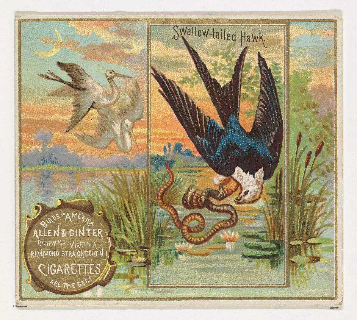 Swallow-tailed Hawk, from the Birds of America series (N37) for Allen & Ginter Cigarettes — Allen & Ginter